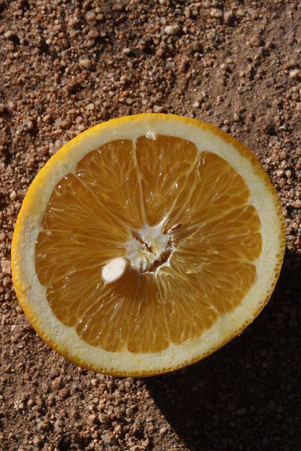            Fruit cross-section (Riverside, CA)   